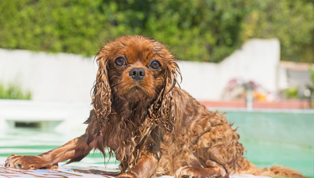 Piscinetta per cani